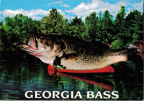 Georgia bass fish exaggeration - fish,
