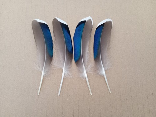 Mallard duck blue wing - duck,