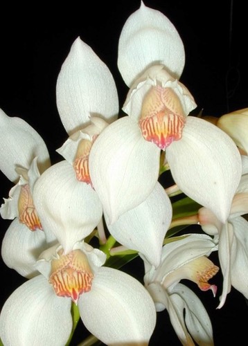 Cymbidium erythrostylum - cymbidium,