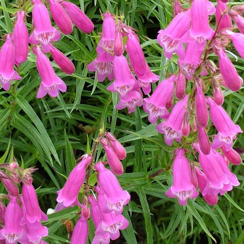Perennial penstemon - 3x,