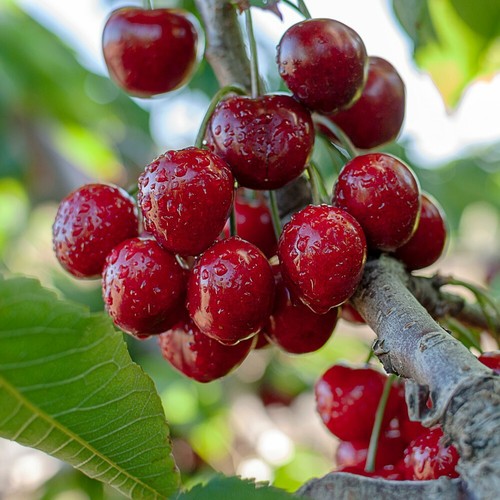 Cherry fruit hardy patio tree - hardy,
