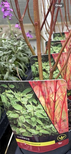 Cornus elegantissima red stem - elegantissima,