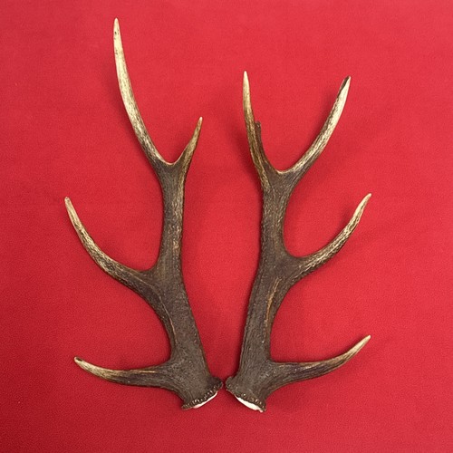 Pair sika deer antlers - pair,
