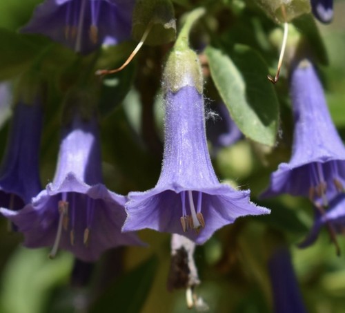 Iochroma australe eriolarynx - iochroma, australe,