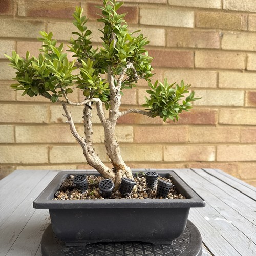 Pre bonsai buxus - pre,