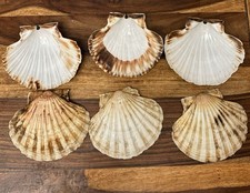 Scallop Shells 11-13cm Large