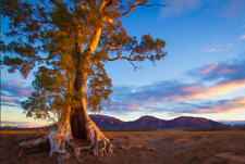 Eucalyptus camaldulensis (Red River Gum) 150 to 10,000 Seeds | RARE Garden Tree