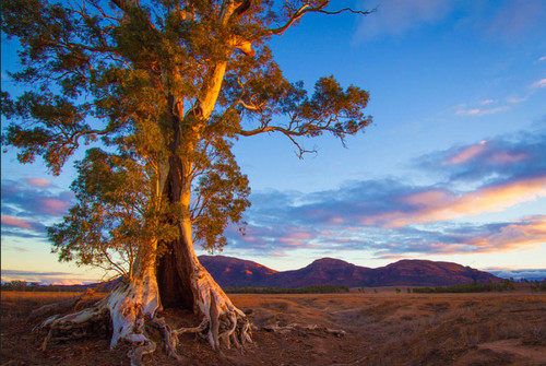 Eucalyptus camaldulensis red - camaldulensis, (red
