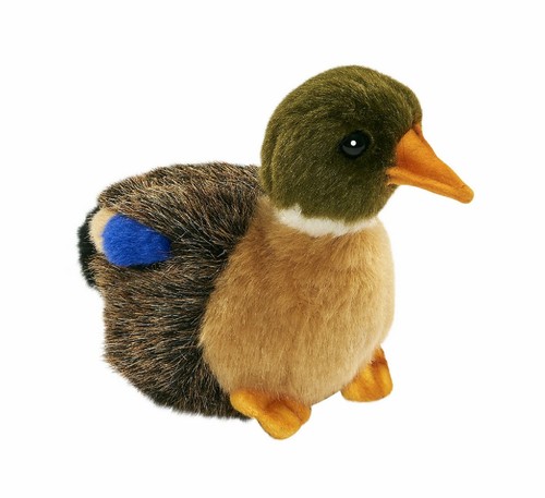 Hansa mallard duckling - hansa,