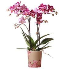 Orchid Phalaenopsis Kolibri Multi Thailand Moth Orchid Real Plants for Indoors