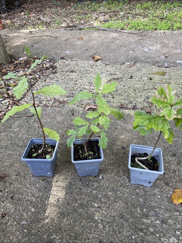 Quercus rober english - 3, x
