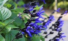 Salvia Black and Blue 3 Plug plants