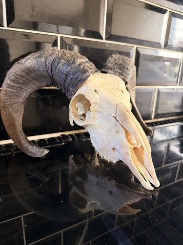 Real bulls skull taxidermy - real,