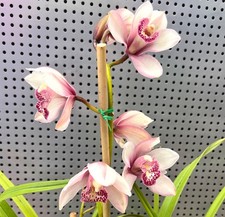 AU STOCK CYMBIDIUM ORCHID  'PINK BEAUTY JOAL' ROOTED PLANT 048-2