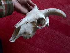 Real Sheep Skull#3 with horns CLEAN from Scotland art, goth