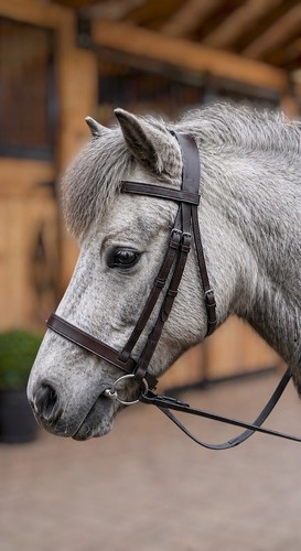 Small shetland pony hunter - small/shetland,