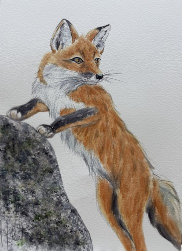 Fox original - original(not, a