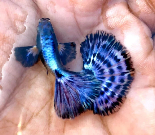 Pair live aquarium guppy - 1,
