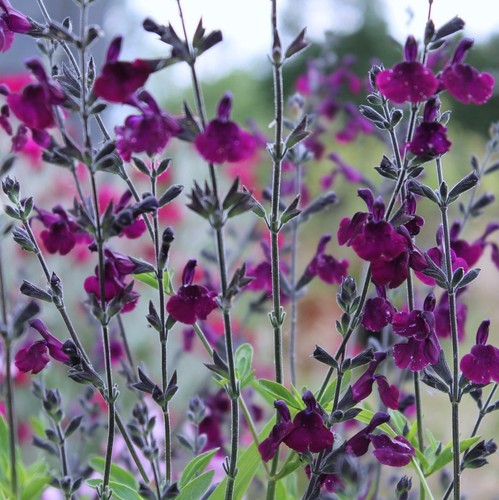 Salvia nachtvlinder plug - 3x,