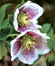 Hellebore Oriental Spotted