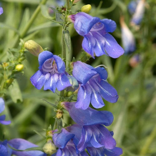 Penstemon perennial flowering - penstemon,