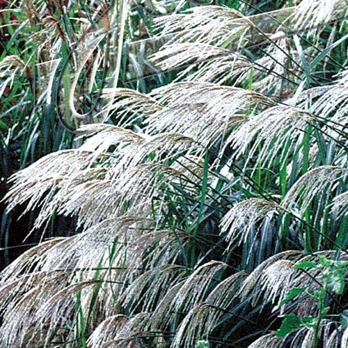 Chinese silver grass - grass, /