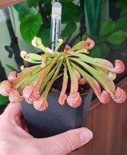 Sarracenia Psittacina Var
