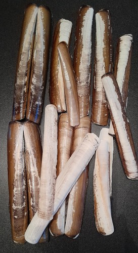 Razor clam shells bundle - razor,