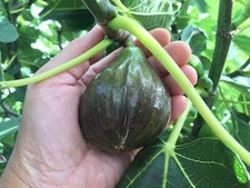 Fig 'Brown Turkey' 40-60cm Tall in Pots