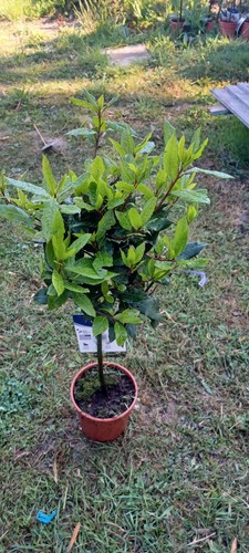 Laurus nobilis 60cm - laurus,