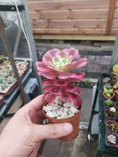Aeonium Medusa