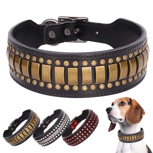 Cool studded dog - cool,