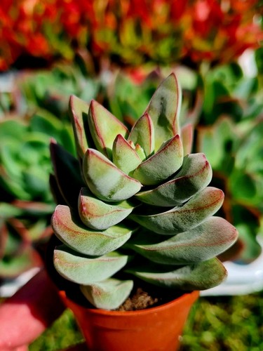 Crassula grisea the velvet - |,