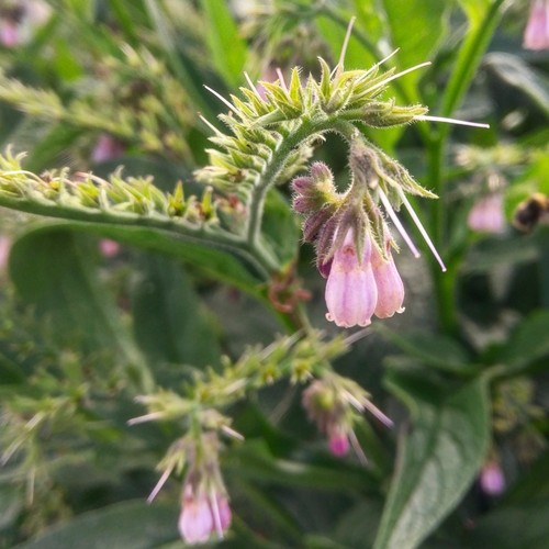 Wildcrafted comfrey leaf - wildcrafted,