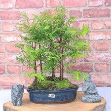 Dawn Redwood (Metasequoia)