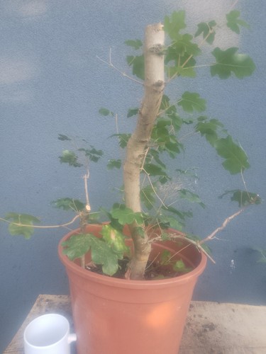 Field maple bonsai tree - field,