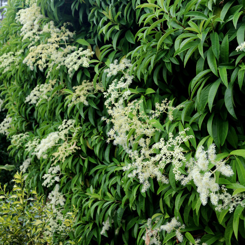 Pileostegia climbing hydrangea - pileostegia,