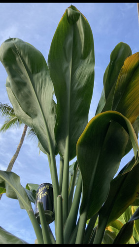 Cuttings cordyline - 11,