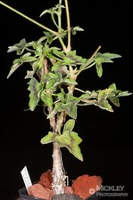 Pelargonium quinquelobatum, 5