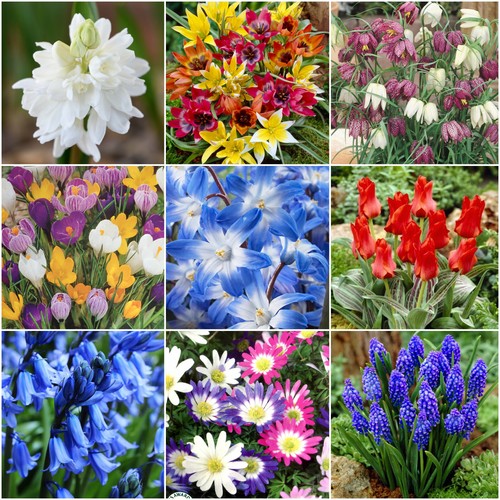 Garden bulbs corms hardy - bulbs,corms,