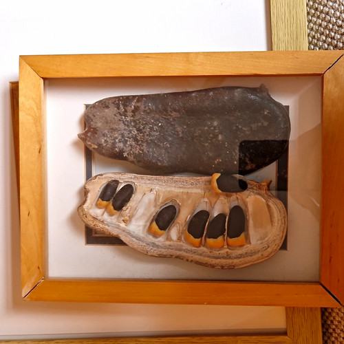 Mounted framed insect - mounted,