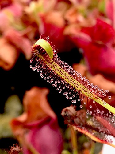 Drosera capensis sundew - drosera, (sundew