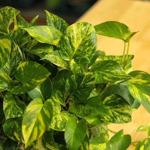 House plants starter - starter,