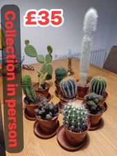 Cactus Collection Mixed