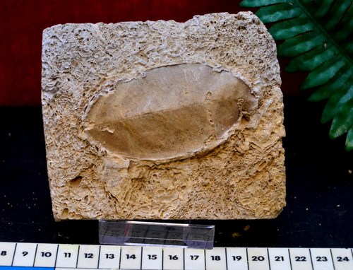 Amazing rare fossil - ,,