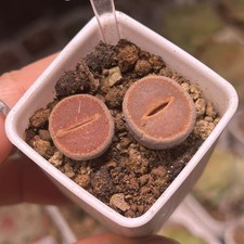 Exact Plant，2pcs Lithops