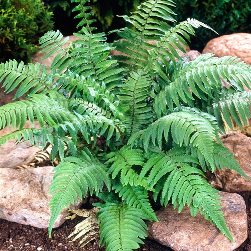 Dryopteris atrata cycadina - dryopteris,