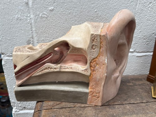 Antique plaster anatomical - antique,