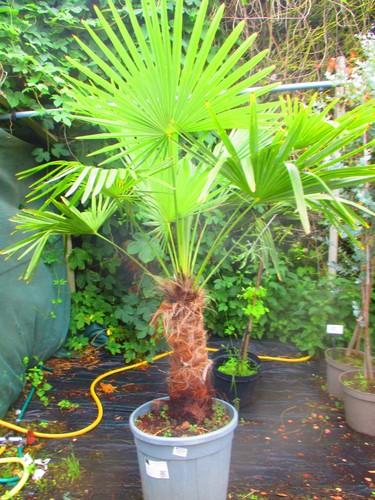 Large 5ft inc pot hardy - pot,