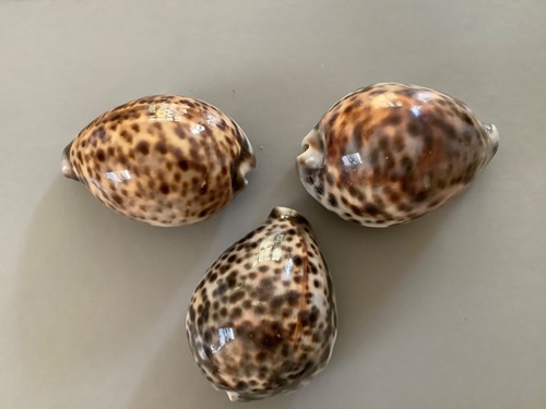 Three cowrie sea - sea, shells